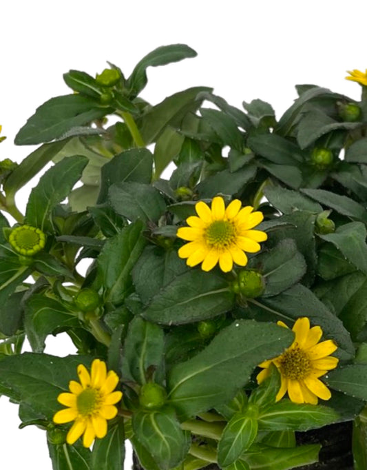 Sanvitalia 'Sunbini' - The Garden Corner