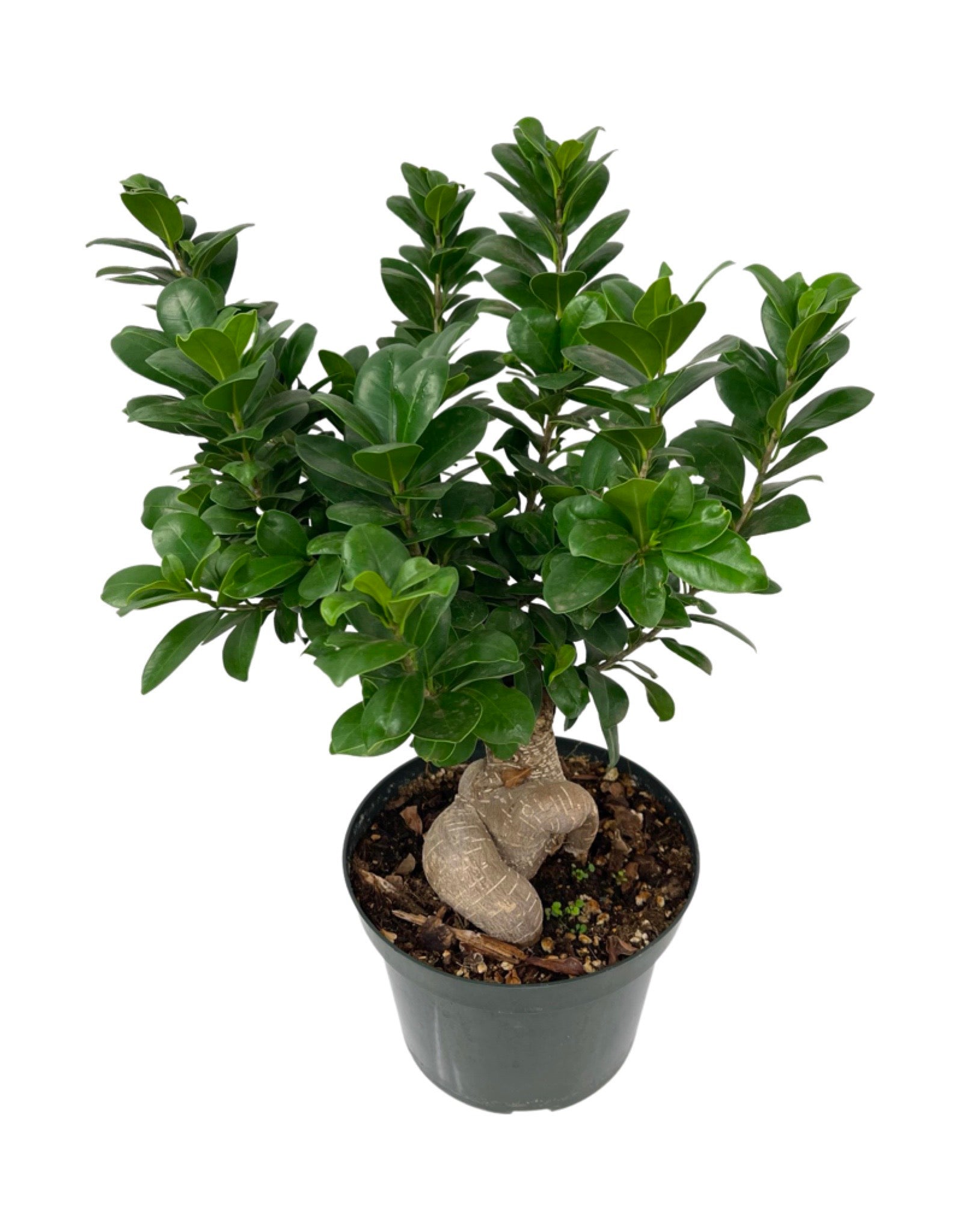 ginseng grafted ficus bonsai tree Ginseng Grafted Ficus Bonsai – The Garden Corner