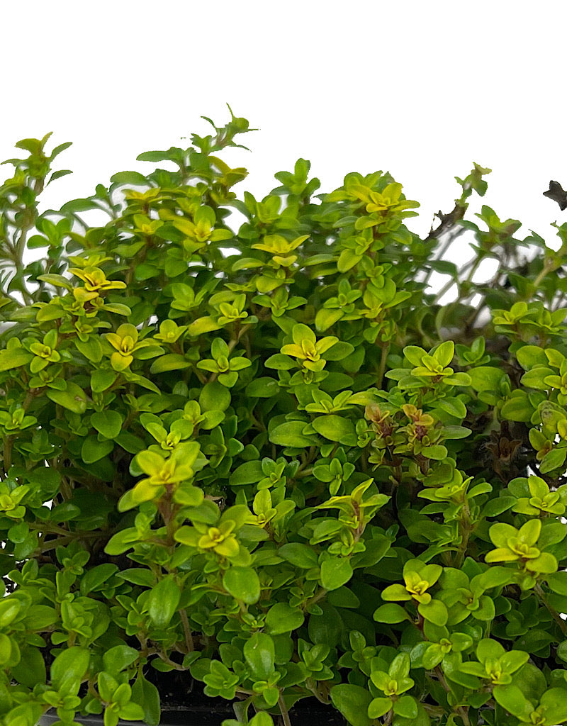 Thymus citriodorus 'Archers Gold'