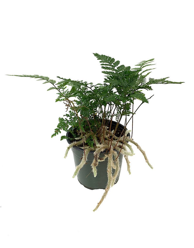 Davallia fejeensis 'White' - The Garden Corner