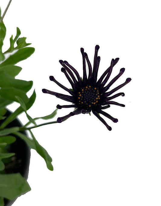 Osteospermum 'FlowerPower Spider Purple' 1 Gallon - The Garden Corner
