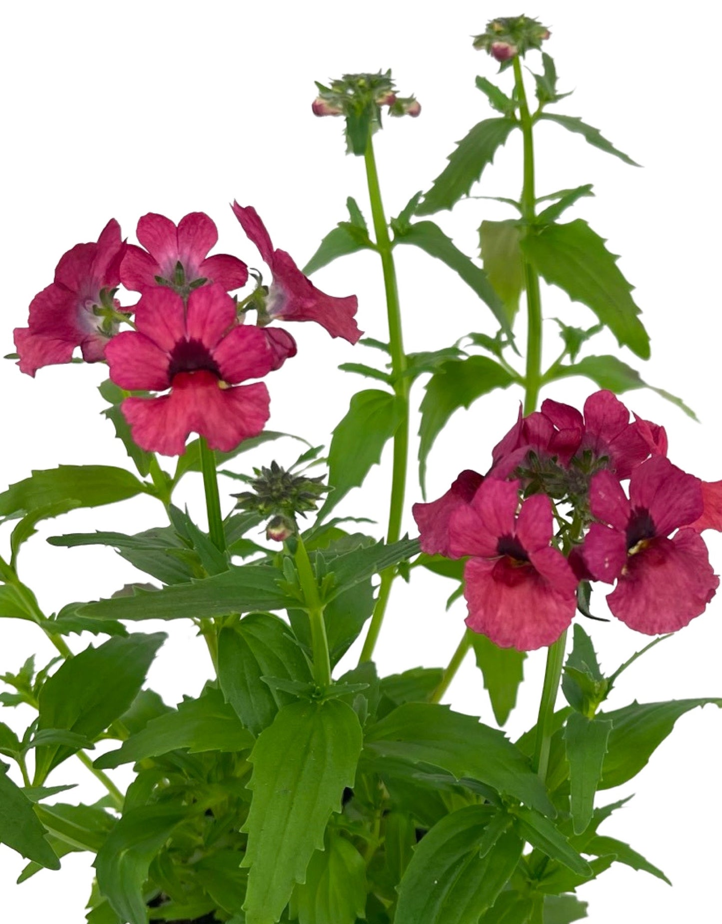 Nemesia nesia 'Magenta' 4 Inch - The Garden Corner