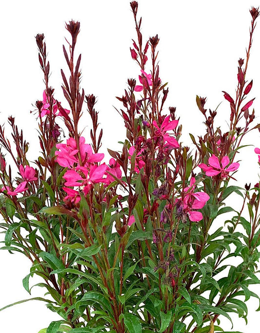 Gaura 'Belleza Compact Light Pink' 6 Inch - The Garden Corner