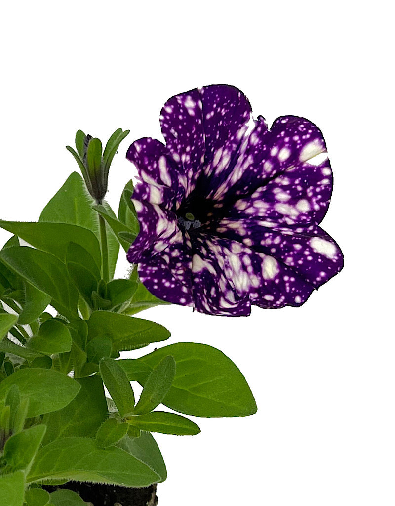 Petunia 'Surprise Sparkle Purple'