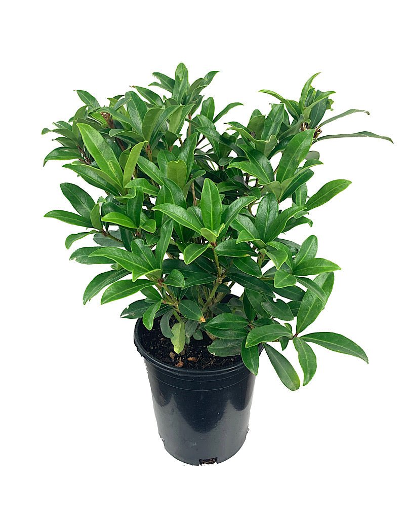 Skimmia japonica Male - Shrubs