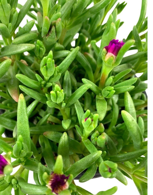 Delosperma 'Wheels of Wonder Hot Pink' Quart - The Garden Corner