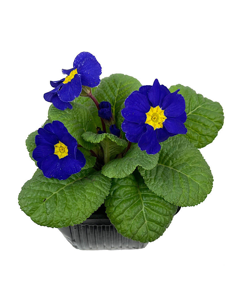 Primrose