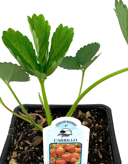 Strawberry 'Cabrillo' 4 inch - The Garden Corner