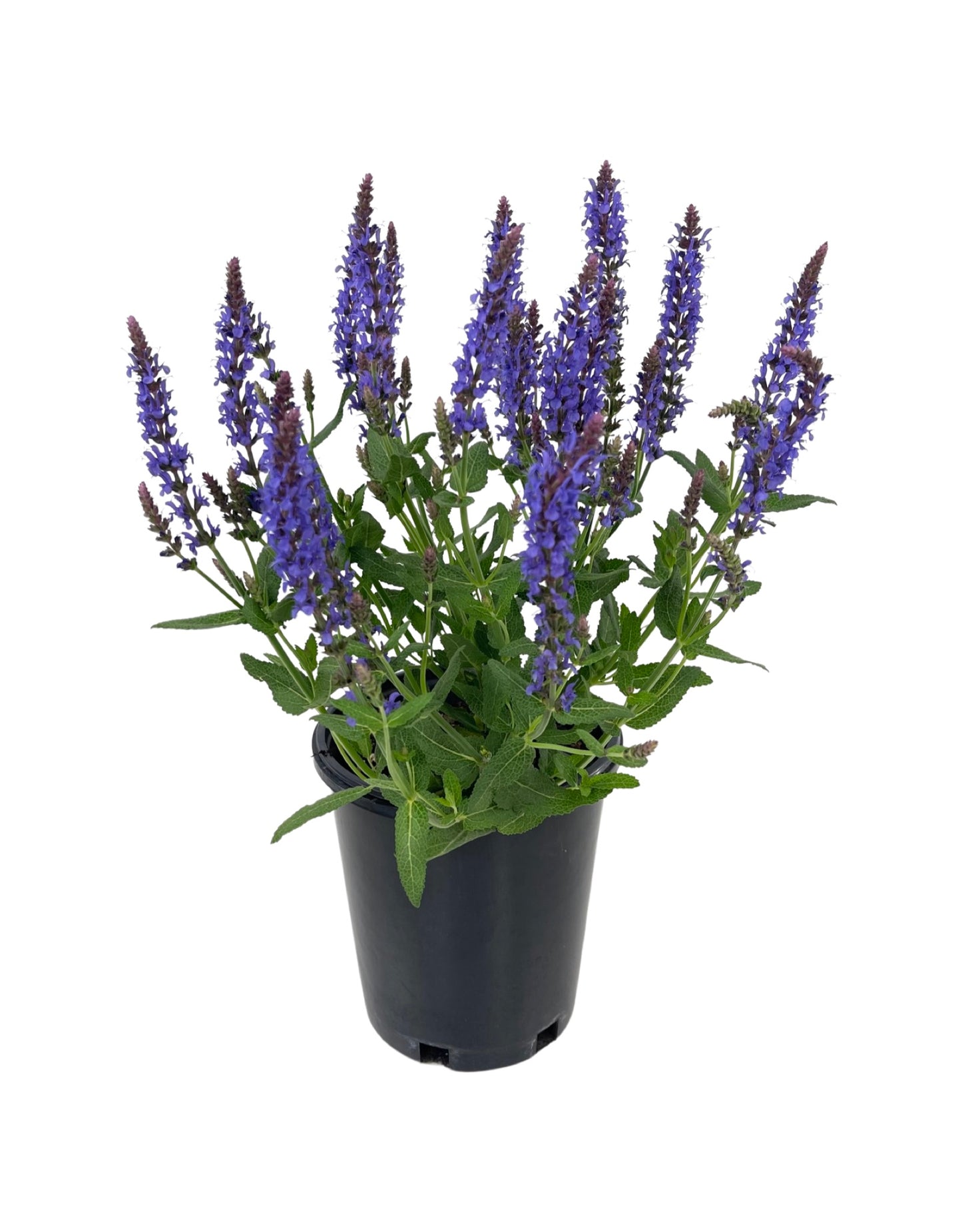 Salvia nemorosa 'Blue Hill' 1 Gallon