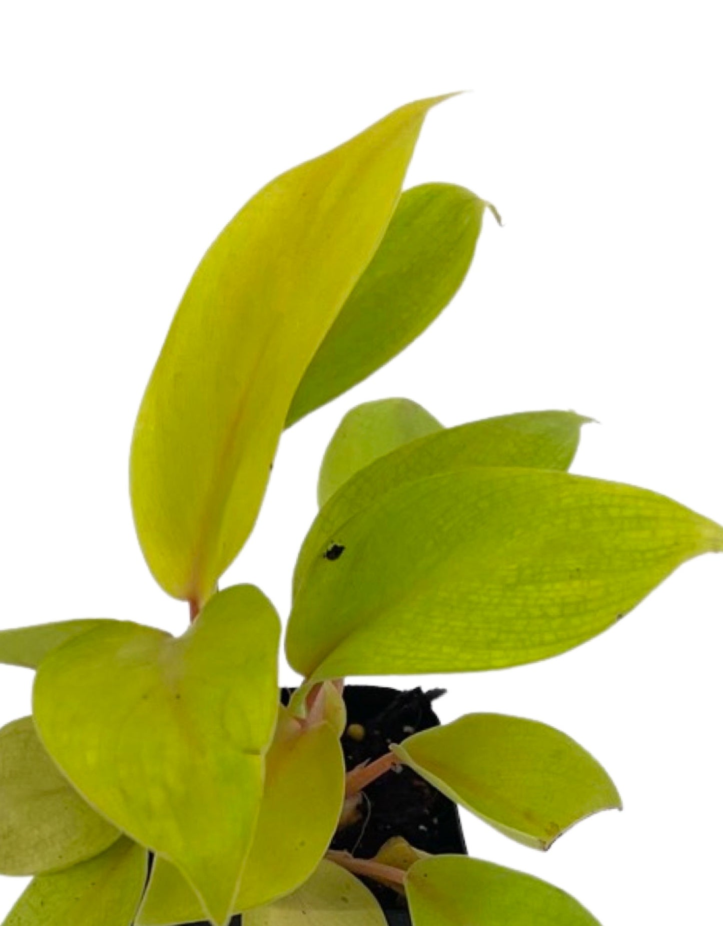 Philodendron 'Malay Gold' 2 Inch - The Garden Corner