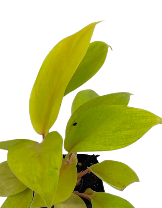 Philodendron 'Malay Gold' 2 Inch - The Garden Corner