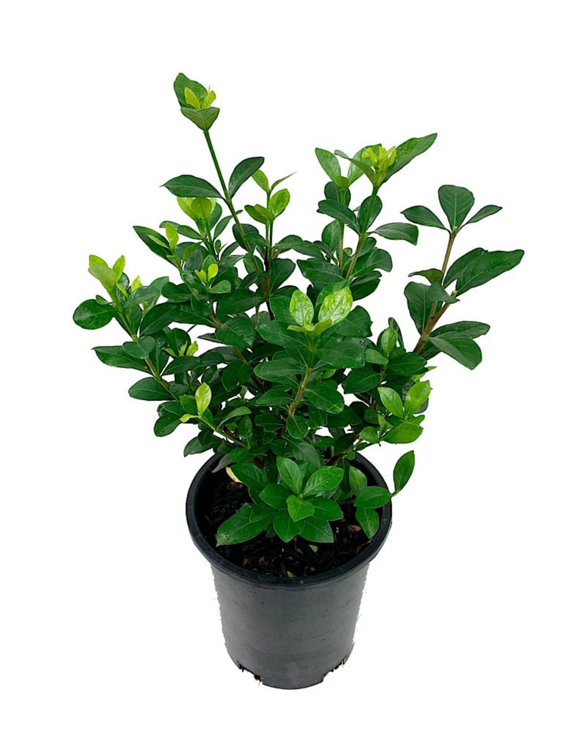 Gardenia jasminoides 'Kleim's Hardy' - Shrubs