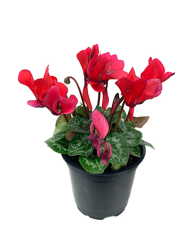 Cyclamen 'Laser Synchro'