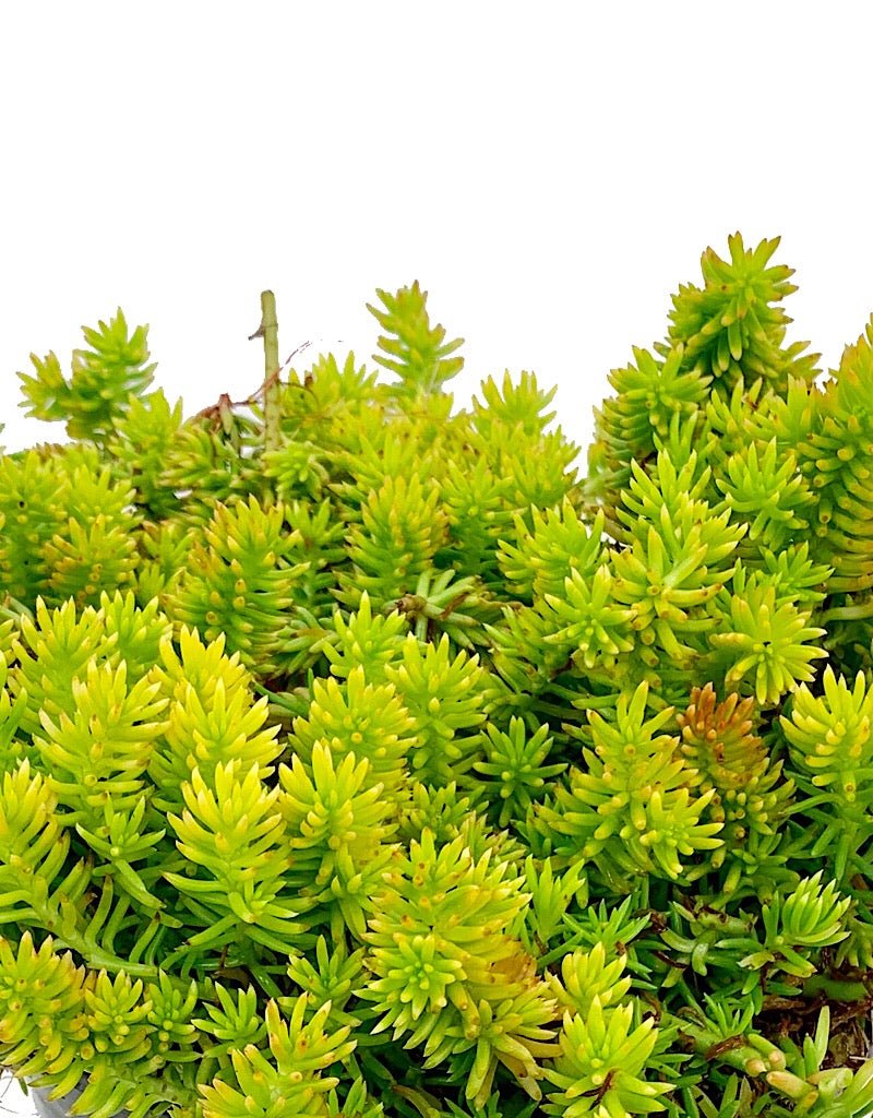 Sedum 'Sunsplash' - 1 gal - The Garden Corner