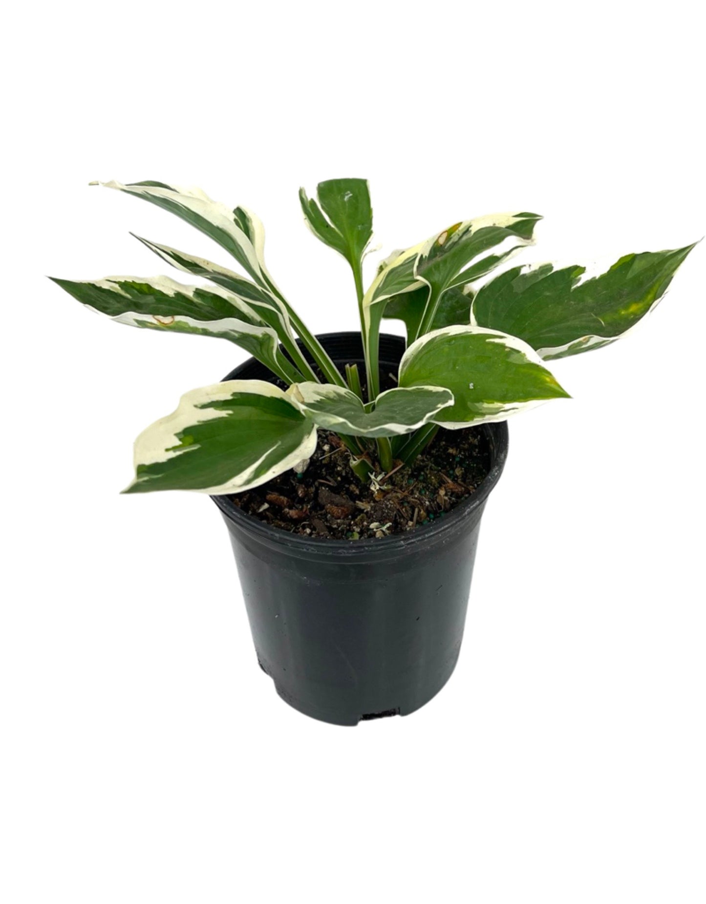 Hosta 'Patriot'