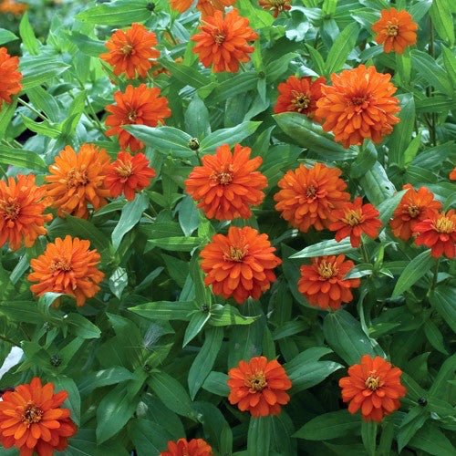 Zinnia 'Zahara Fire' - 4 inch - The Garden Corner