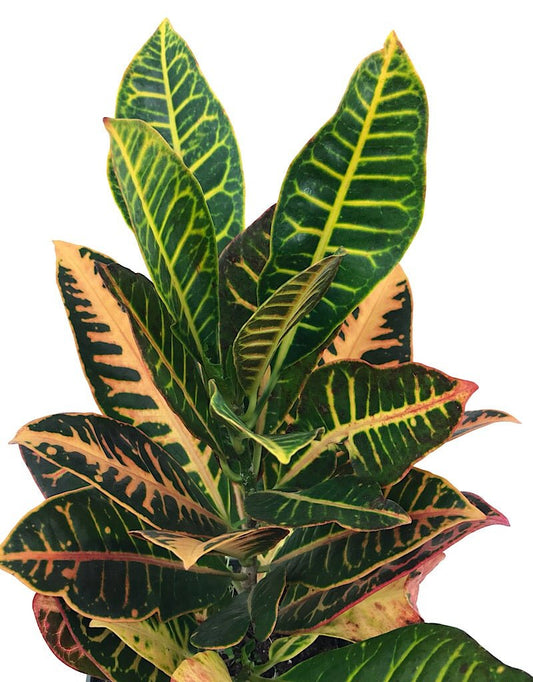 Codiaeum v. 'Petra' 6 Inch - The Garden Corner