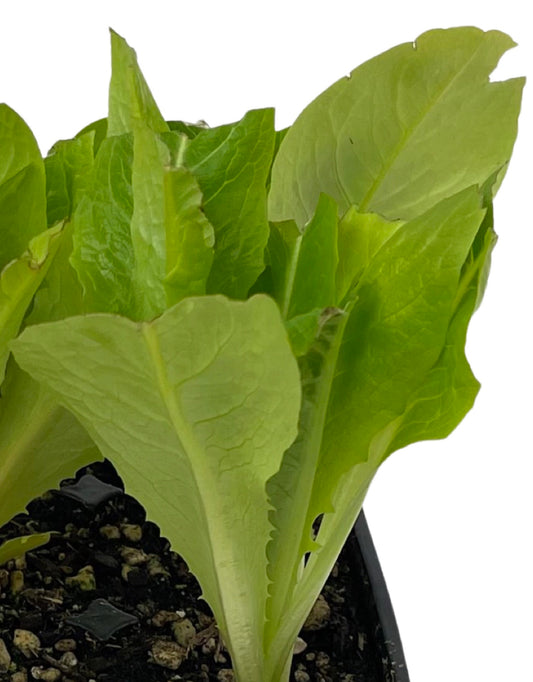 Lettuce 'Winter Density' Jumbo Traypack - The Garden Corner