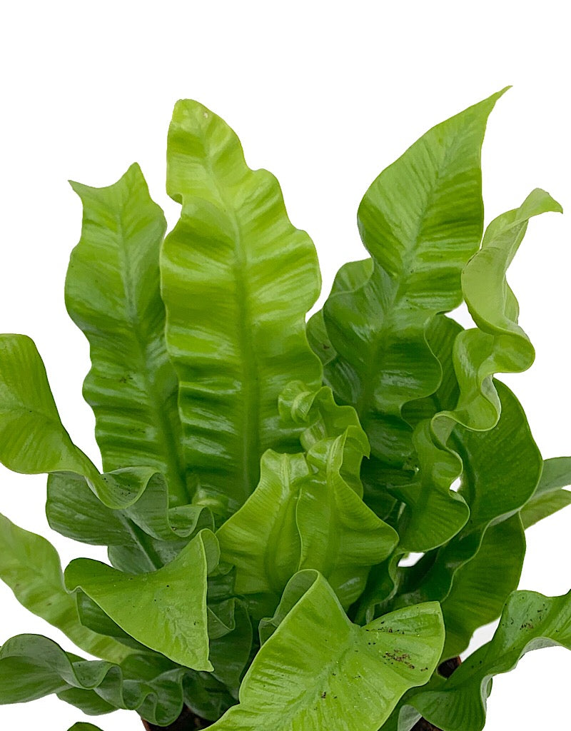 Asplenium nidus 'Crispy Wave'