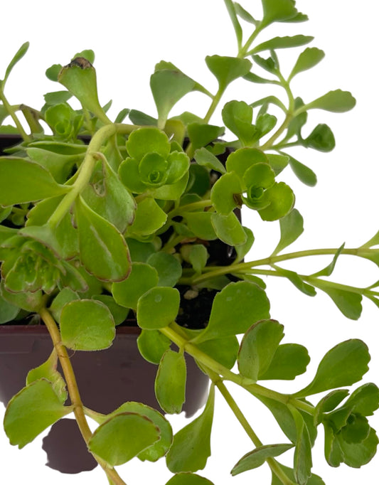 Sedum 'John Creech' - The Garden Corner