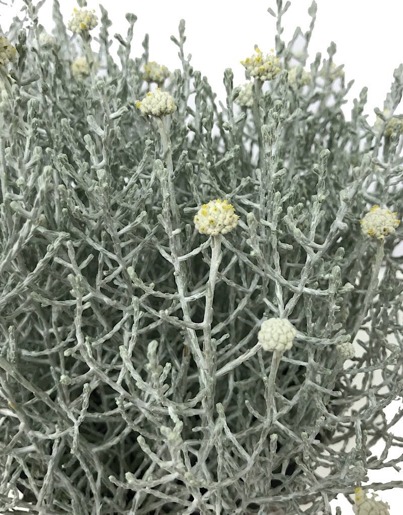 Calocephalus brownii 1 Gallon - The Garden Corner