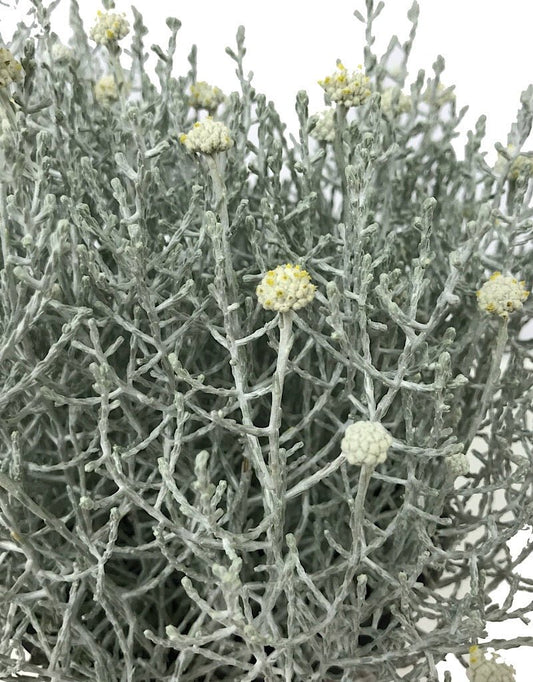 Calocephalus brownii 1 Gallon - The Garden Corner