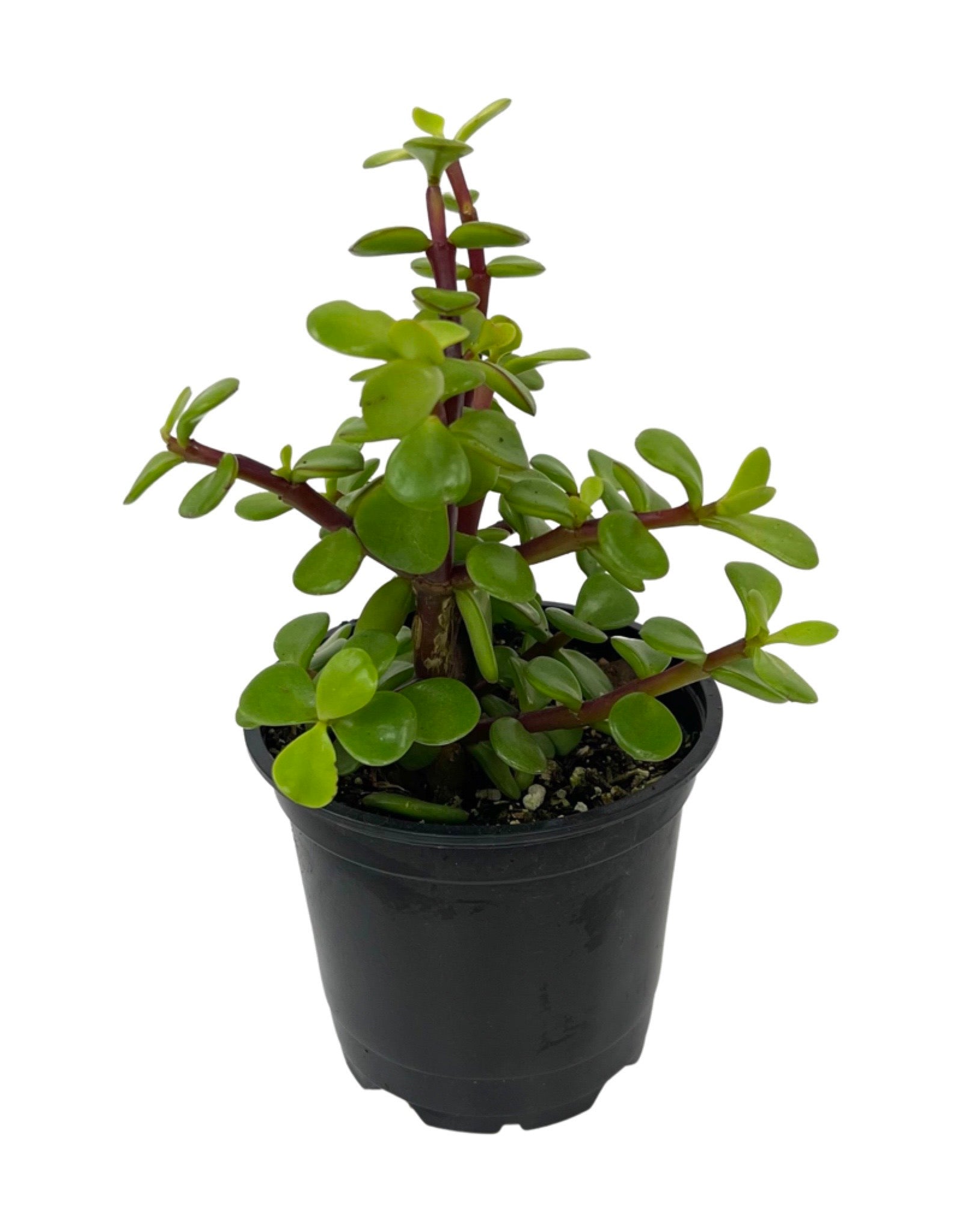 portulacaria afra soil Portulacaria afra – The Garden Corner