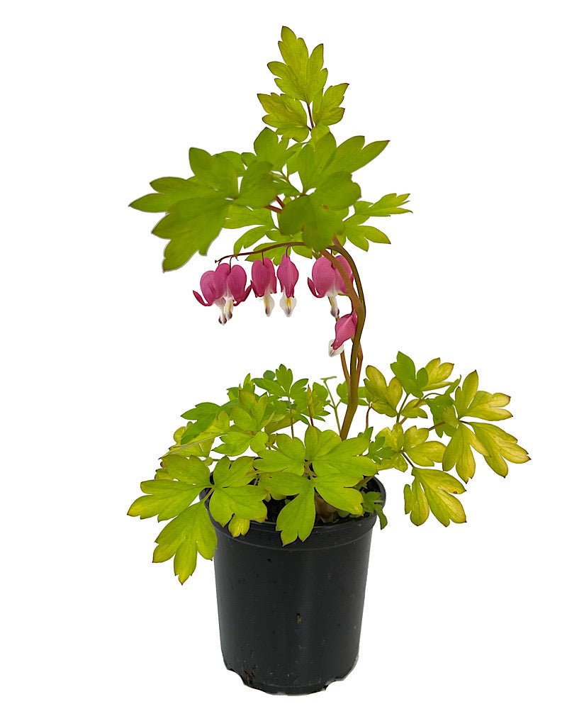 Dicentra 'Gold Heart' - Perennials