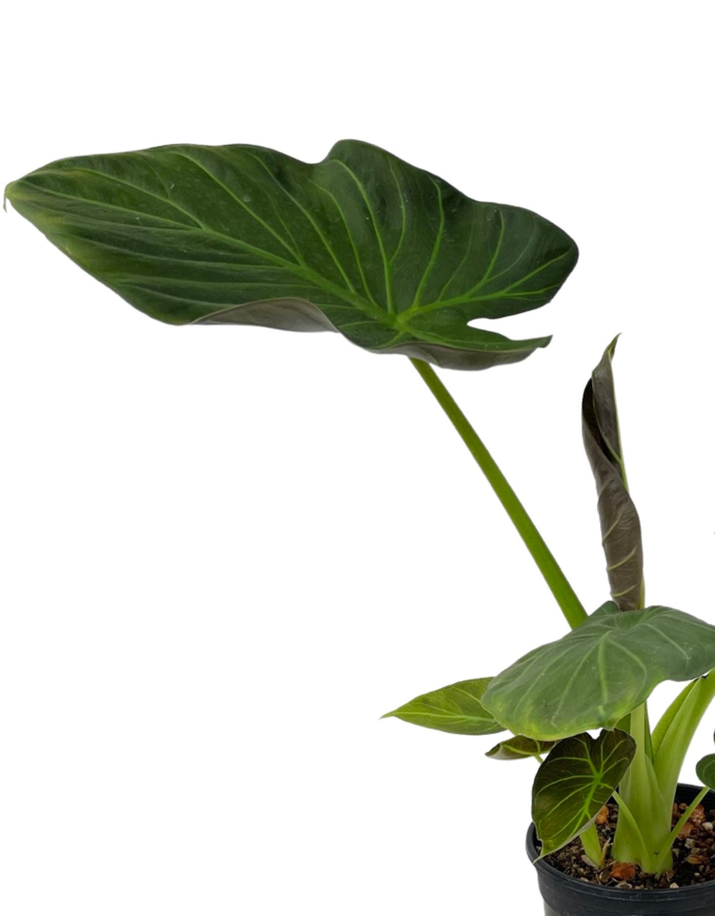 Alocasia 'Regal Shields' - Tropical Plants