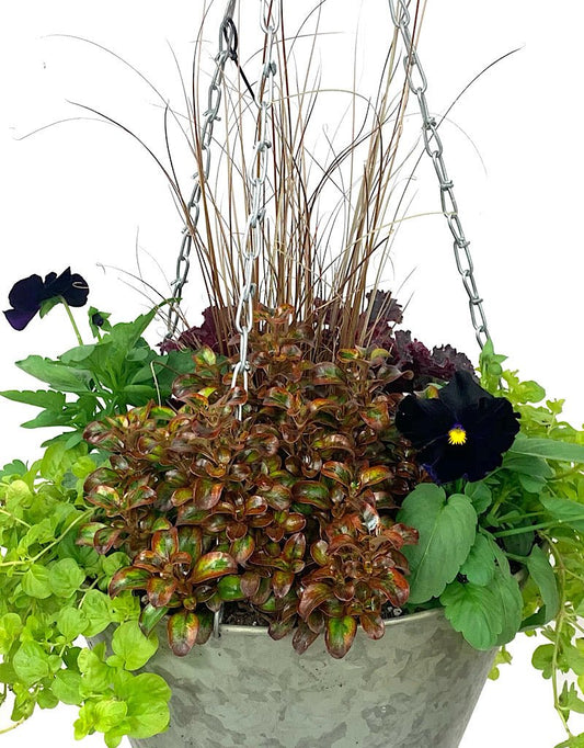 Hanging Garden 37 - The Garden Corner