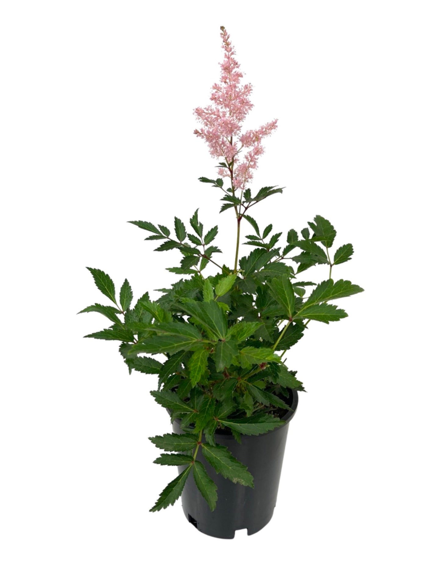 Astilbe 'Younique Silvery Pink' - Perennials