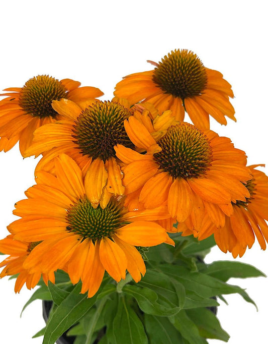 Echinacea 'Prima Saffron' 1 Gallon - The Garden Corner