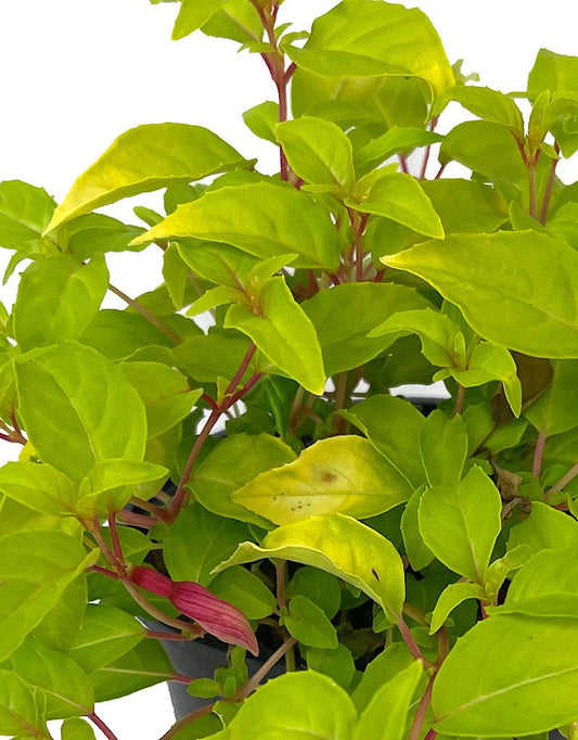 Fuchsia 'Genii' - The Garden Corner