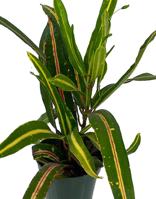 Codiaeum 'Batik' 4 inch - The Garden Corner