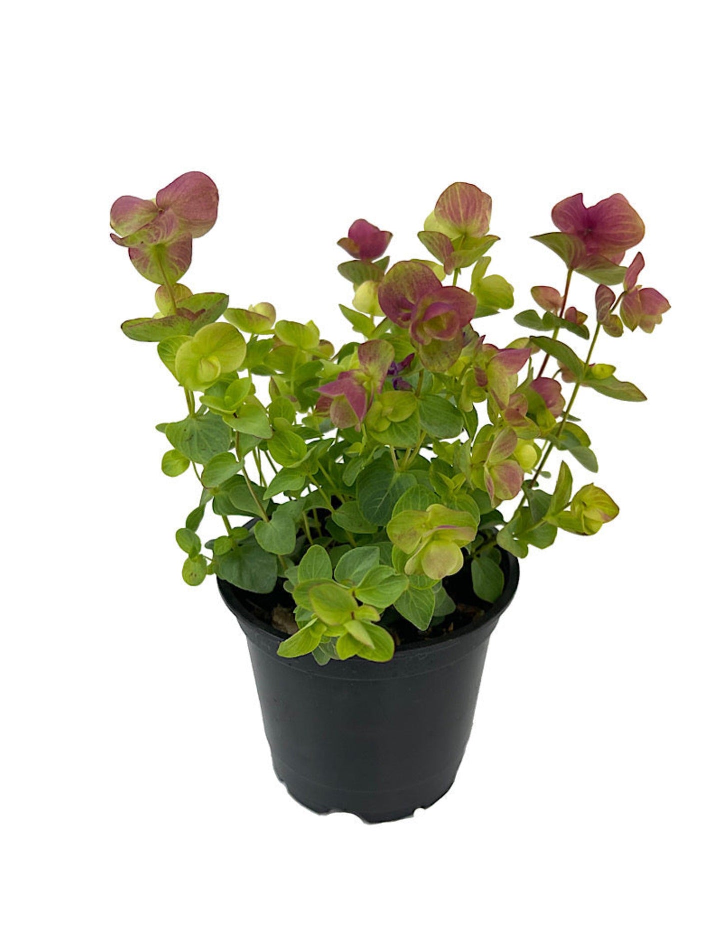 Origanum 'Kirigami' - Perennials