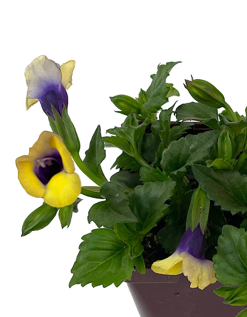 Torenia 'Bouquet Gold' 4 Inch