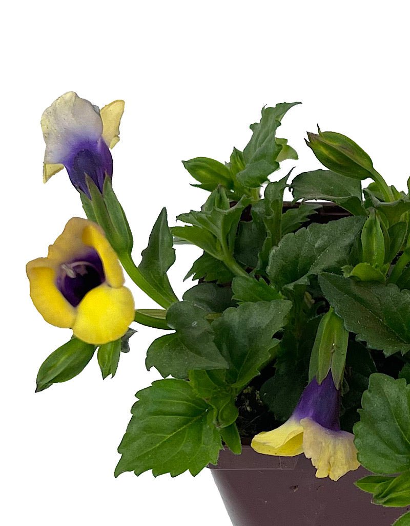 Torenia 'Bouquet Gold' 4 Inch - The Garden Corner
