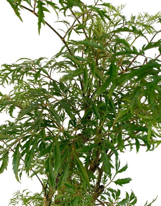 Polyscias fruticosa 6 Inch - The Garden Corner