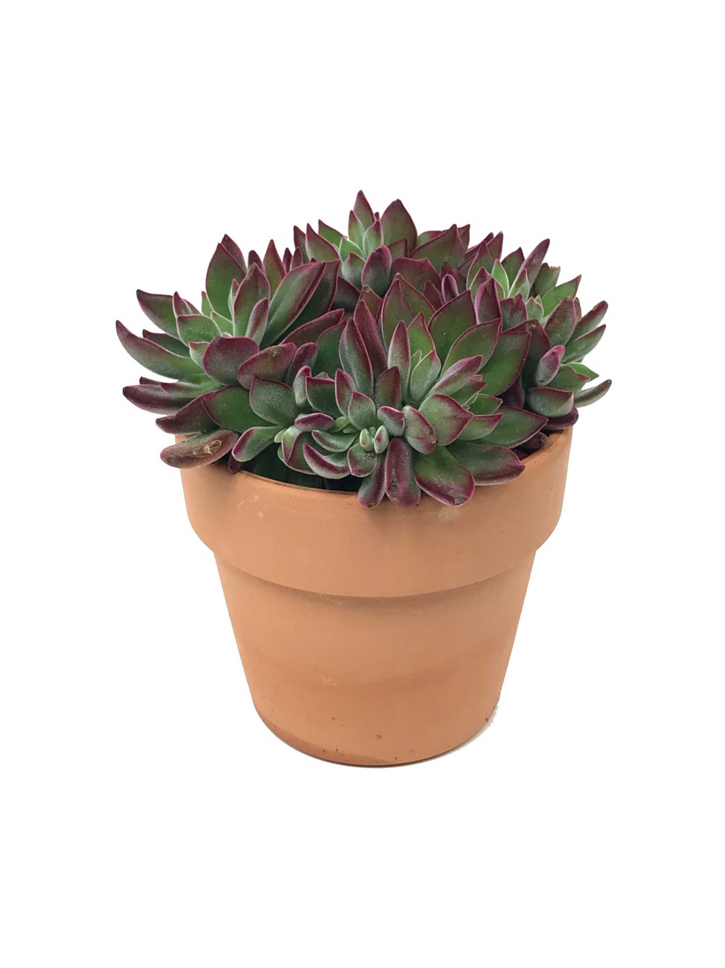 Echeveria €˜Devotion Planter 5 inch