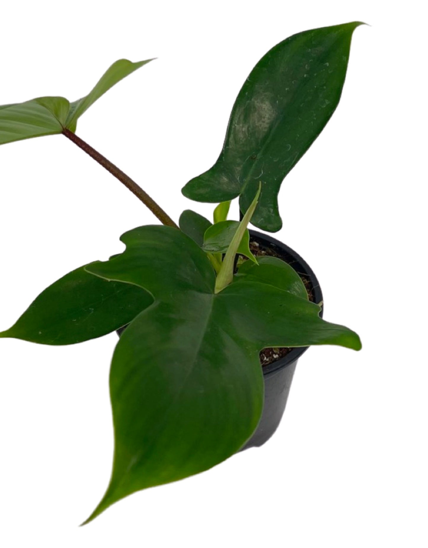 Philodendron pedatum 'Florida Ghost' Quart - The Garden Corner