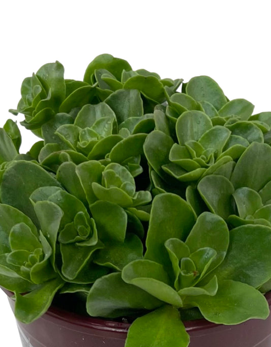 Sedum obtusifolium Quart - The Garden Corner