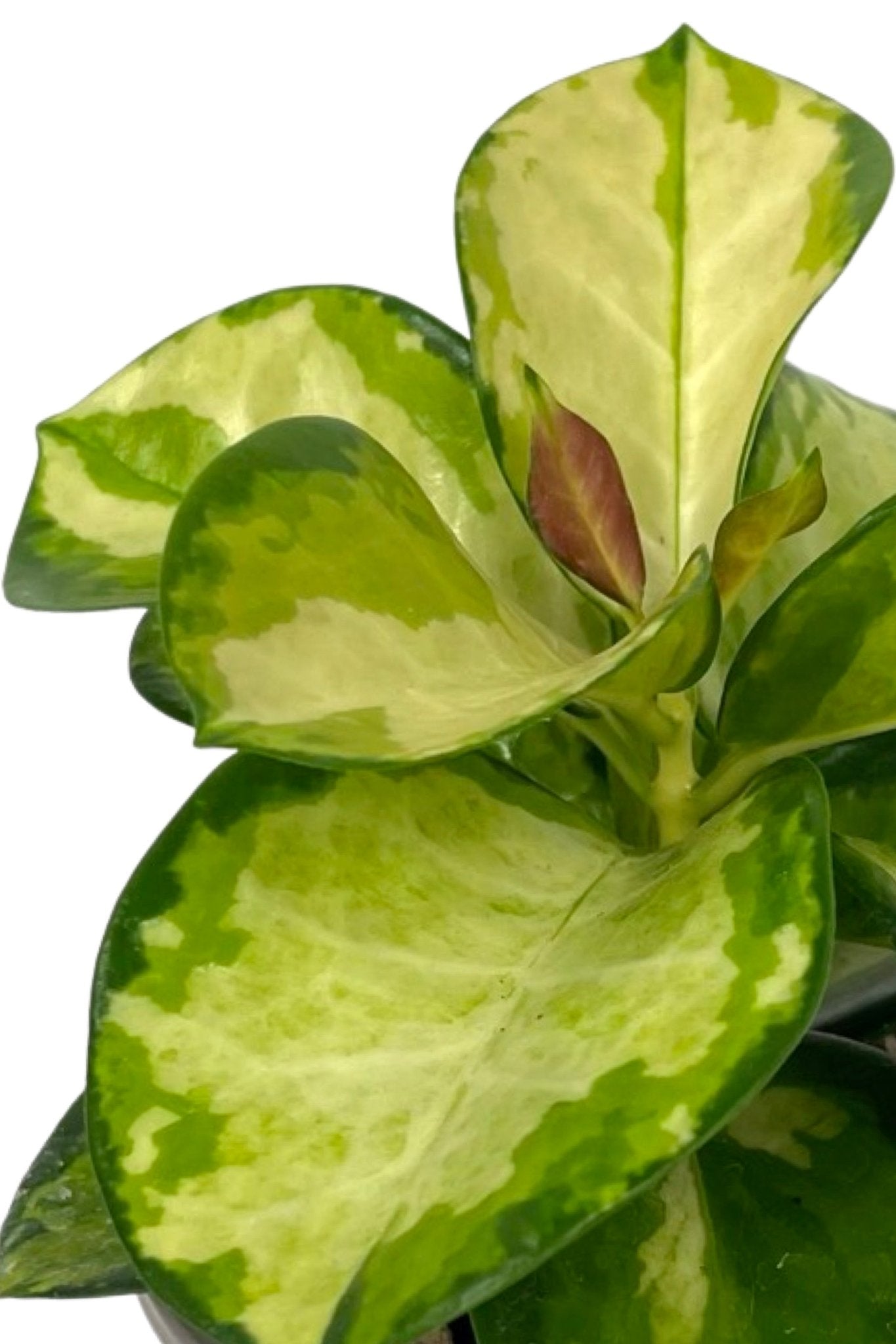 Hoya australis 'Tricolor' - House Plants