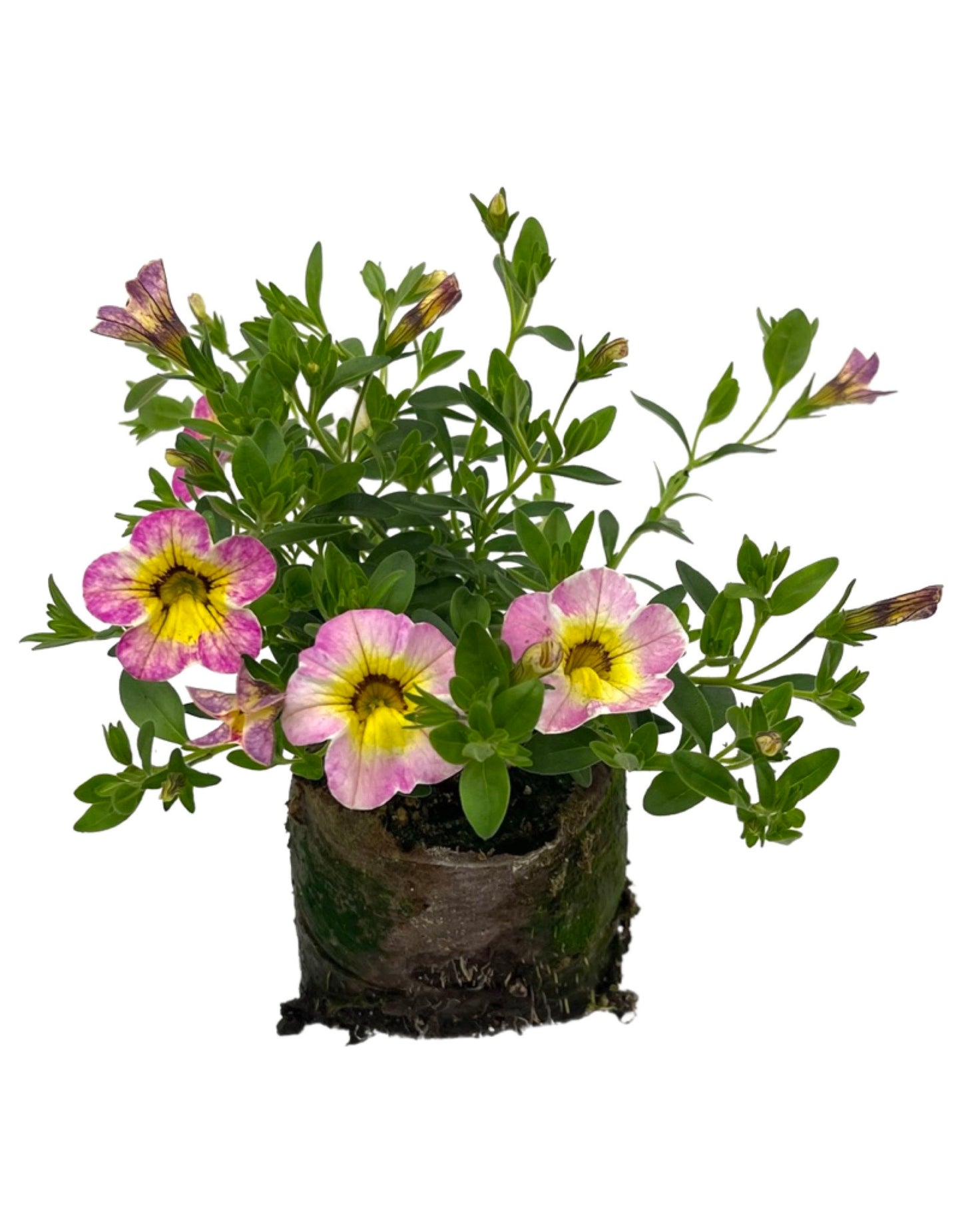 Calibrachoa 'Cha-Cha Diva Hot Pink'