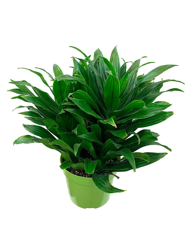 Dracaena 'JC Compacta' - House Plants