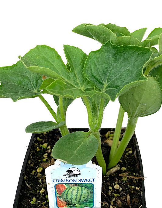 Watermelon 'Crimson Sweet' - The Garden Corner