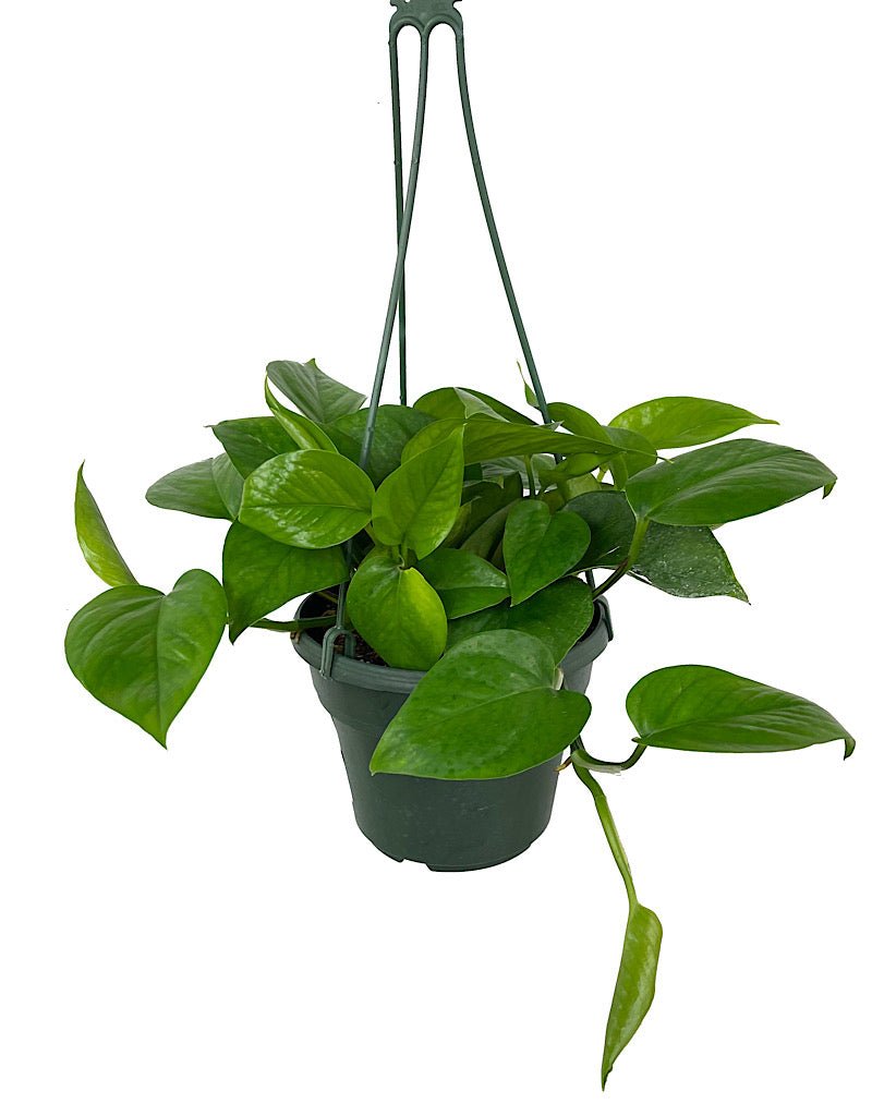 jade plant support Epipremnum 'Jade' – The Garden Corner