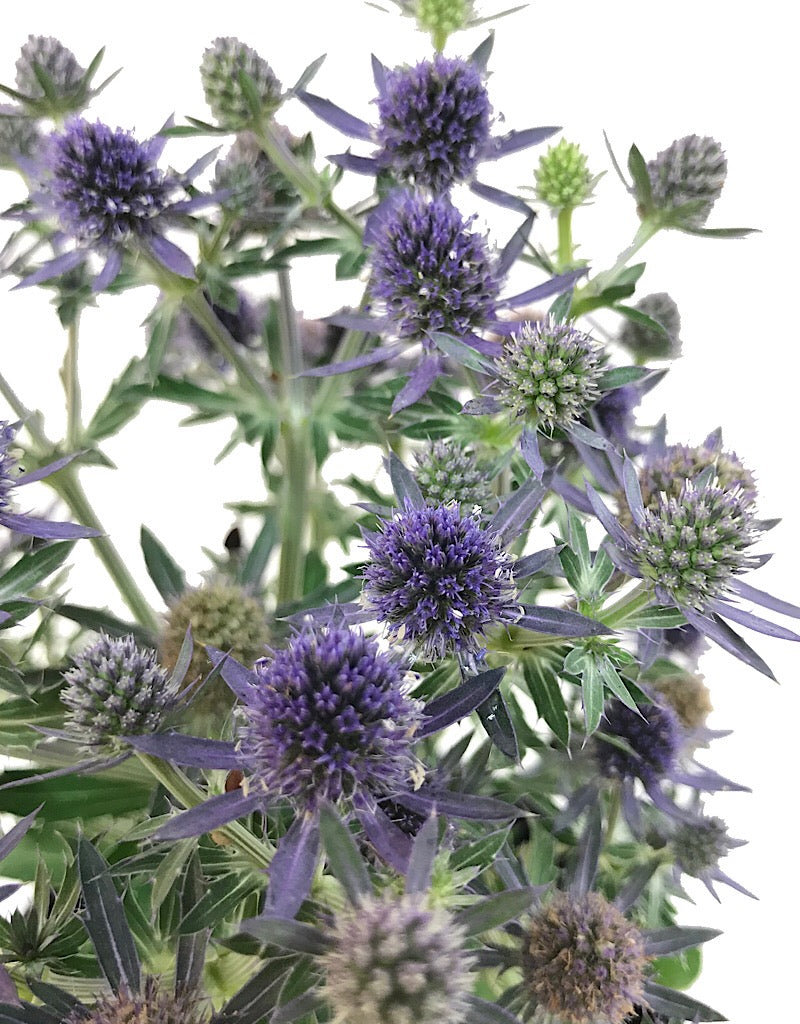 Eryngium 'Blue Hobbit' 1 Gallon