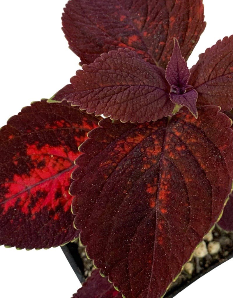 Coleus 'Kingswood Torch' 4 Inch - Annuals