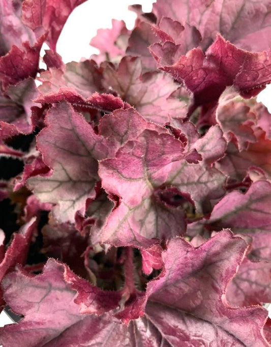 Heuchera 'Spellbound' 1 Gallon - The Garden Corner