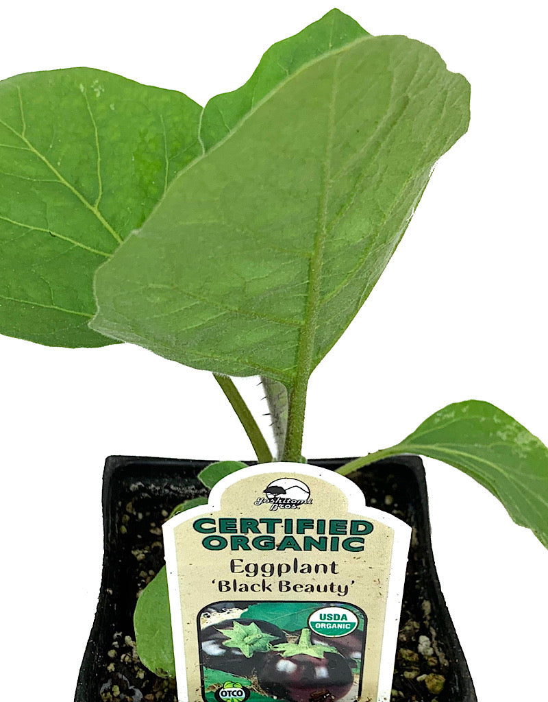 Eggplant €˜Black Beauty' 4 Inch